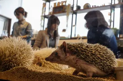 a must visit for hedgehog lovers 19 pictures 3
