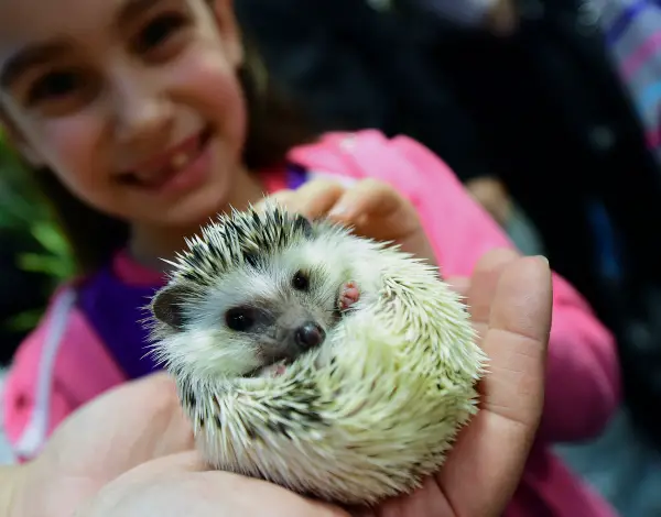 a must visit for hedgehog lovers 19 pictures 4