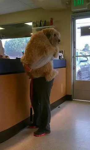 a trip to the vet not if i can do anything bout it 18 pics 17