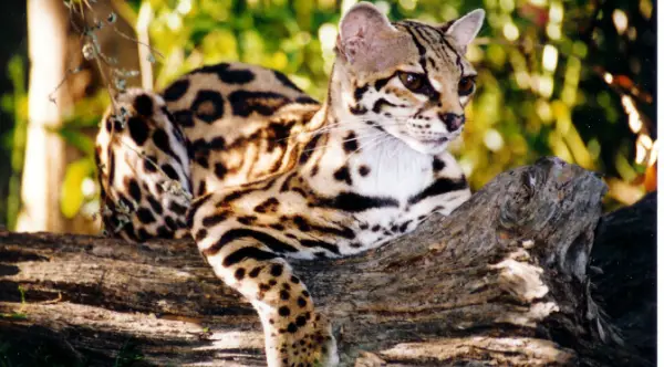 adorable margay cats and their unbelievable abilities 9 pictures 2