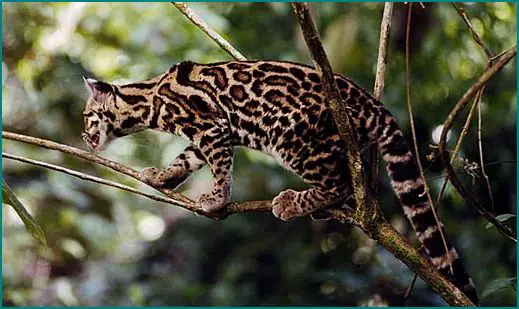 adorable margay cats and their unbelievable abilities 9 pictures 5