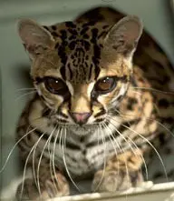 adorable margay cats and their unbelievable abilities 9 pictures 8