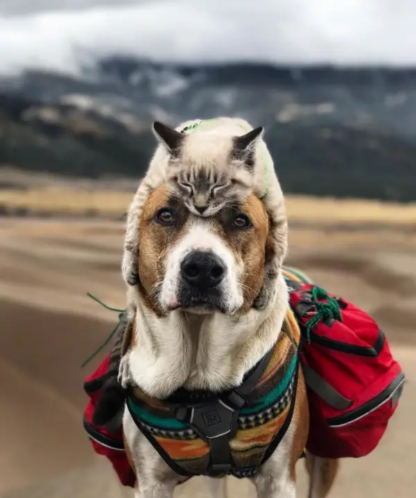 adventurous travel buddies henry and baloo 9 pictures 3