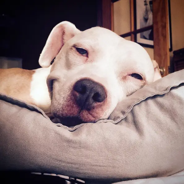 after being rescued brinks the exstray pit bull smiles all the time 10