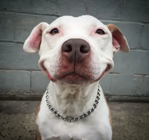 after being rescued brinks the exstray pit bull smiles all the time 2