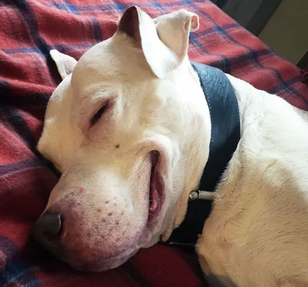 after being rescued brinks the exstray pit bull smiles all the time 3