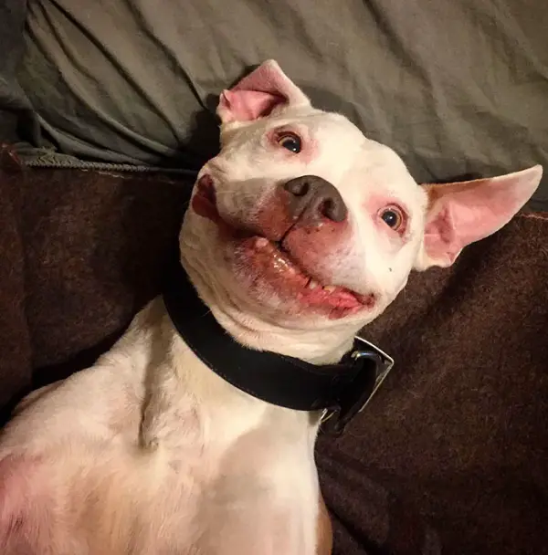 after being rescued brinks the exstray pit bull smiles all the time 4