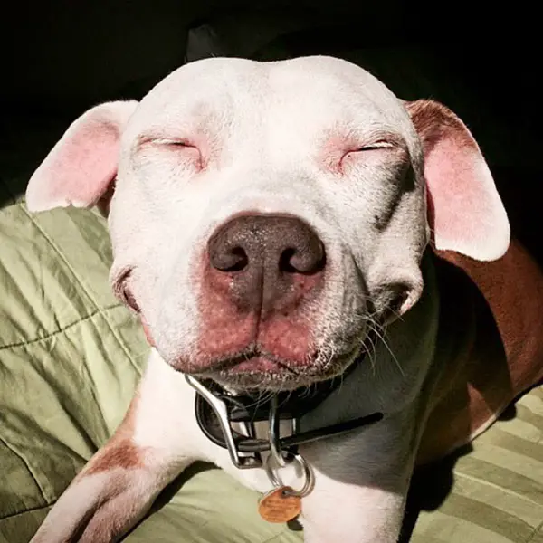 after being rescued brinks the exstray pit bull smiles all the time 6