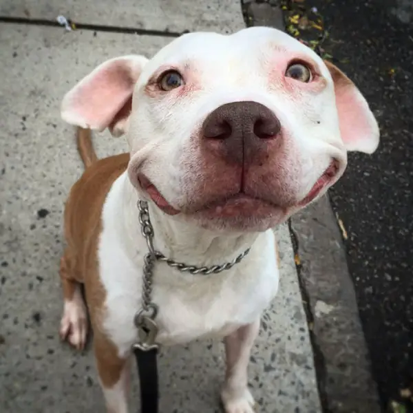 after being rescued brinks the exstray pit bull smiles all the time 8