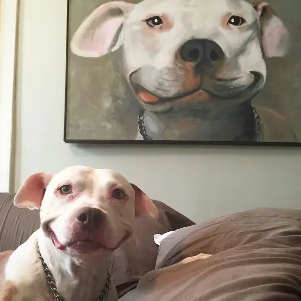 after being rescued brinks the exstray pit bull smiles all the time 9