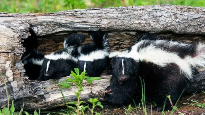 all about skunks funny things in 15 photos and 5 videos 10