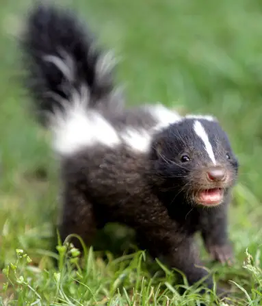all about skunks funny things in 15 photos and 5 videos 12