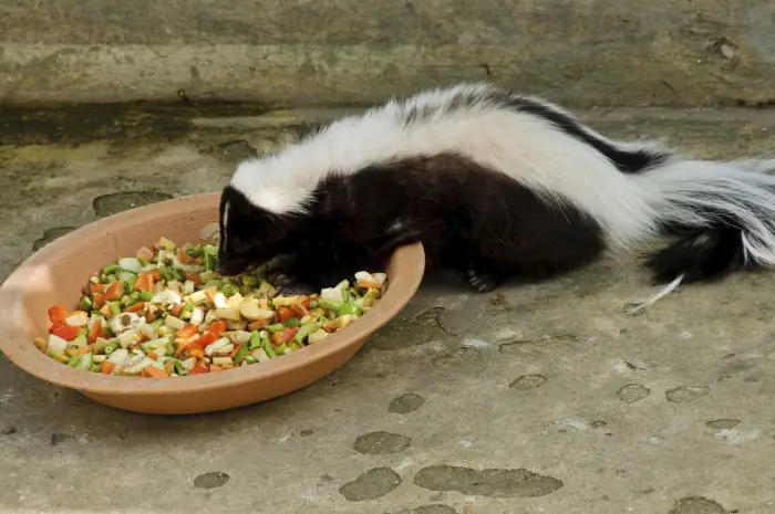 all about skunks funny things in 15 photos and 5 videos 13