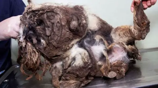 amazing transformation poor puppy was mistaken for a pile of garbage 2