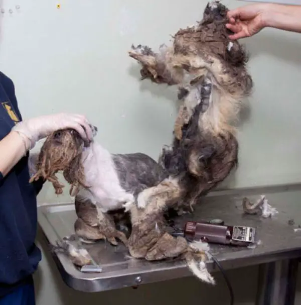 amazing transformation poor puppy was mistaken for a pile of garbage 3
