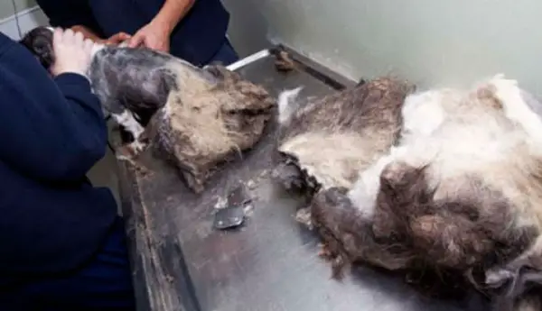 amazing transformation poor puppy was mistaken for a pile of garbage 5