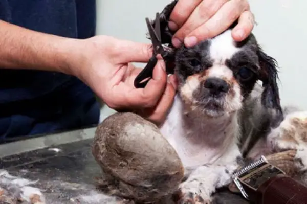amazing transformation poor puppy was mistaken for a pile of garbage 6