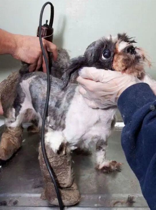 amazing transformation poor puppy was mistaken for a pile of garbage 7