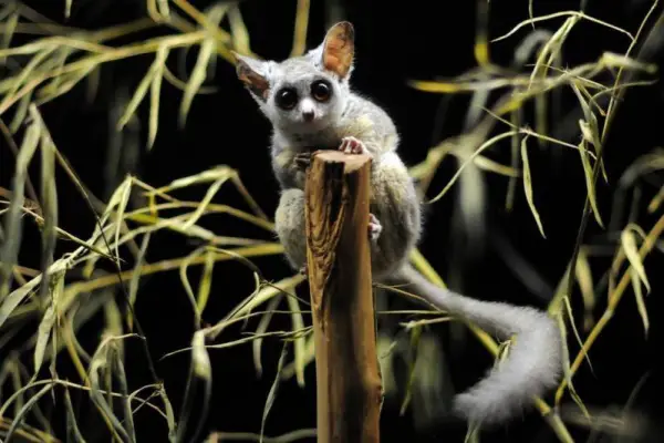 amazingly adorabe but really fierce bush babies 8 pictures 3