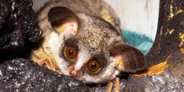 amazingly adorabe but really fierce bush babies 8 pictures 6