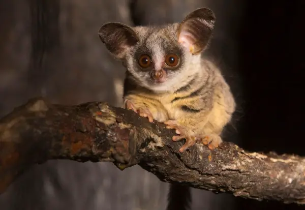 amazingly adorabe but really fierce bush babies 8 pictures 7