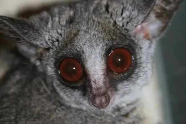 amazingly adorabe but really fierce bush babies 8 pictures 8