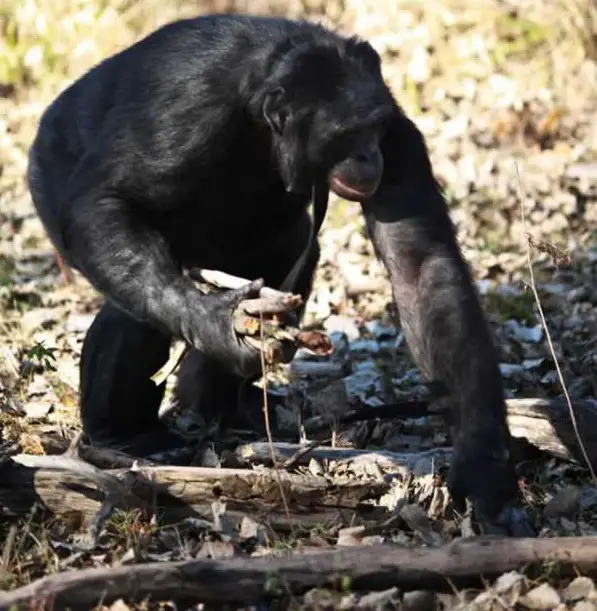 amazingly smart chimp kanzi 11 pictures 1