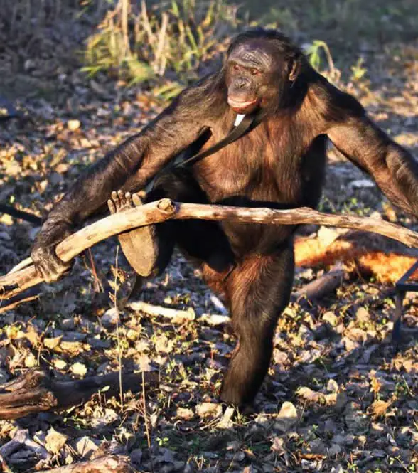 amazingly smart chimp kanzi 11 pictures 2
