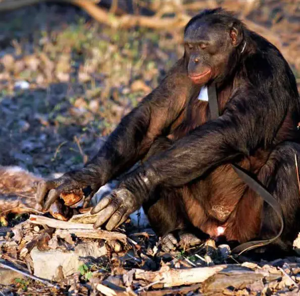 amazingly smart chimp kanzi 11 pictures 3