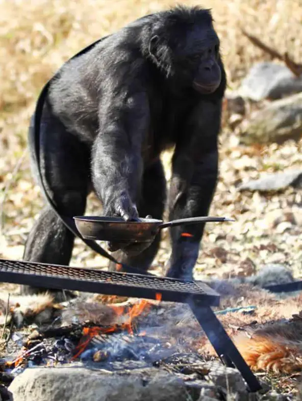 amazingly smart chimp kanzi 11 pictures 6