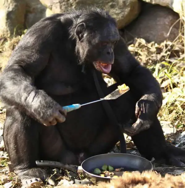 amazingly smart chimp kanzi 11 pictures 7