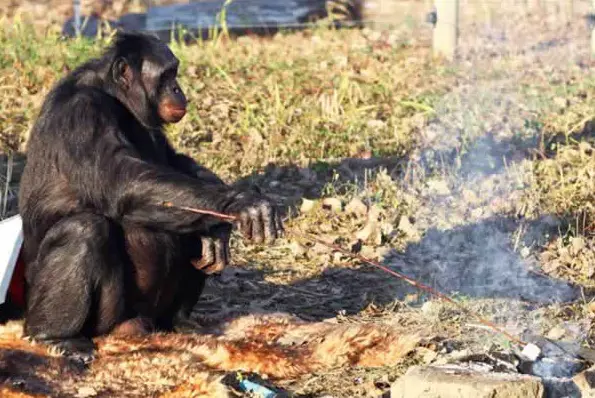 amazingly smart chimp kanzi 11 pictures 8