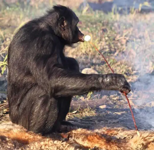 amazingly smart chimp kanzi 11 pictures 9