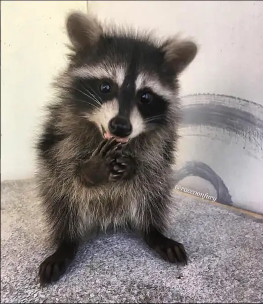 an adoarble place racoon house 10 pictures 2 videos 6
