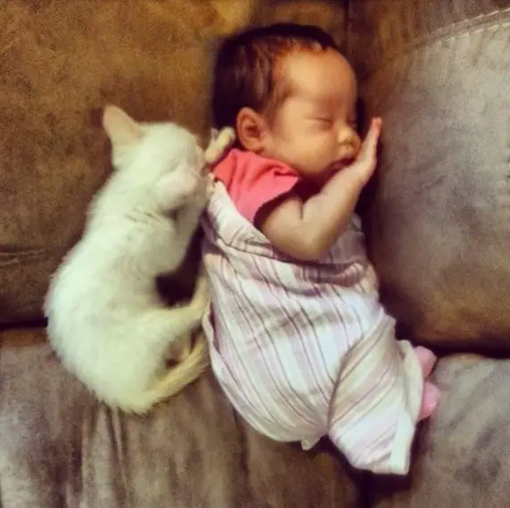 an adorable cat whisperer 10 pictures 1
