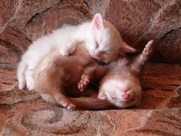 animals are adorable even when sleeping alone let alone like this 30 pics 9