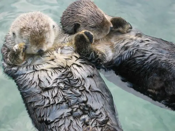 animals holding hands are definitely as cute as you thought theyd be 12 pictures 2