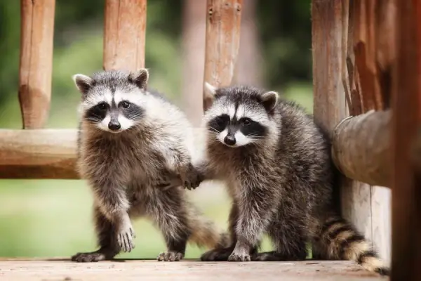 animals holding hands are definitely as cute as you thought theyd be 12 pictures 9