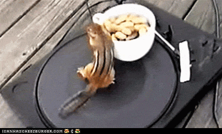 animals never cease to make us laugh 18 gifs that will never get old 16