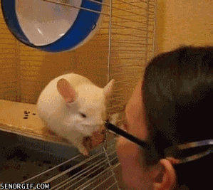 animals never cease to make us laugh 18 gifs that will never get old 17