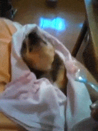 animals never cease to make us laugh 18 gifs that will never get old 4