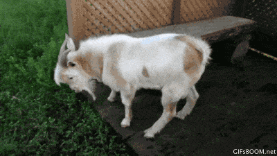 animals never cease to make us laugh 18 gifs that will never get old 5