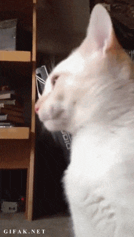 animals never cease to make us laugh 18 gifs that will never get old 6