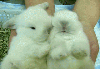 animals never cease to make us laugh 18 gifs that will never get old 7