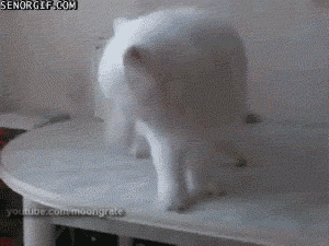 animals never cease to make us laugh 18 gifs that will never get old 9