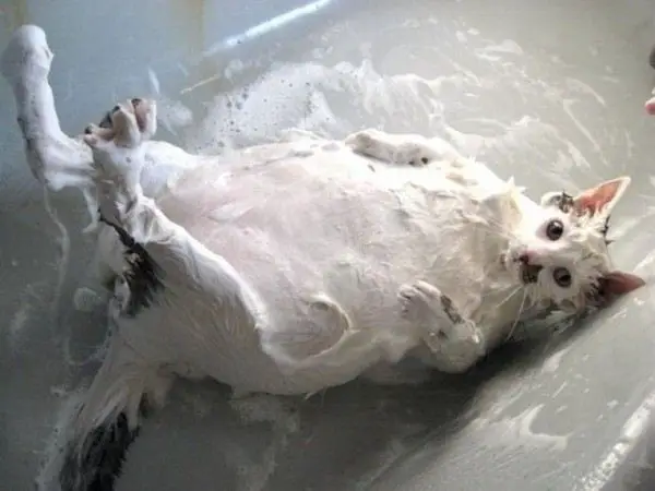 animals that enjoy bath time 16 pictures 1