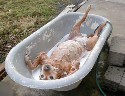 animals that enjoy bath time 16 pictures 4