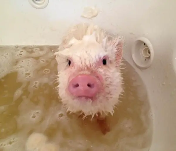 animals that enjoy bath time 16 pictures 7