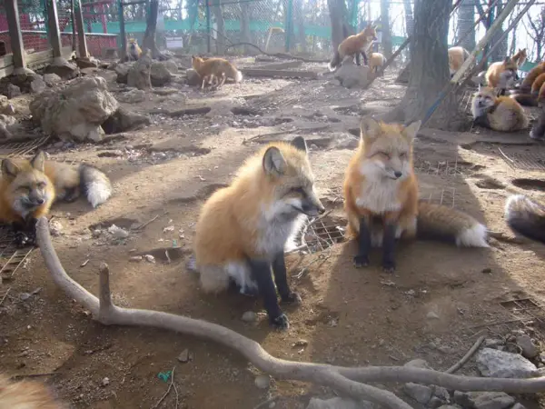 another beautiful place in japan zao fox village 17 pics 1 video 10
