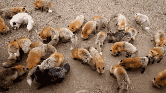 another beautiful place in japan zao fox village 17 pics 1 video 14